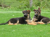 ' Eros' Pups at 2 months