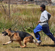 Bred Dogs Kingsland Kennels