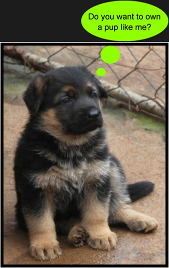 GERMAN SHEPHERD PUPPY