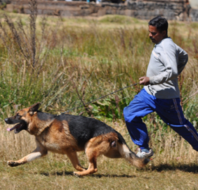 What type Construction  Guarantees Stamina in the  German Shepherd Dog