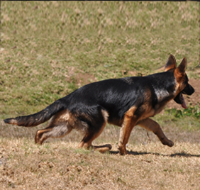 Developing drive in your  German shepherd puppy