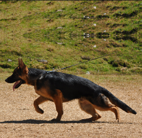 Developing drive in your  German shepherd puppy