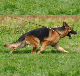 The decision to breed