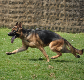 What makes a breeder