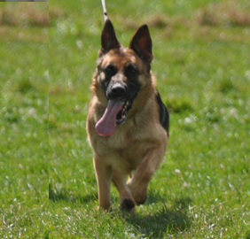 The German Shepherd Herding Dog The Genetic Origin Of The Breed