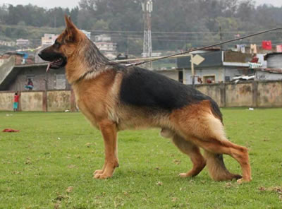 TOP QUALITY GERMAN SHEPHERD