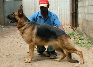 Lambarda Vom Kingsland